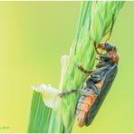 gemeiner weichkäfer (cantharis fusca)......