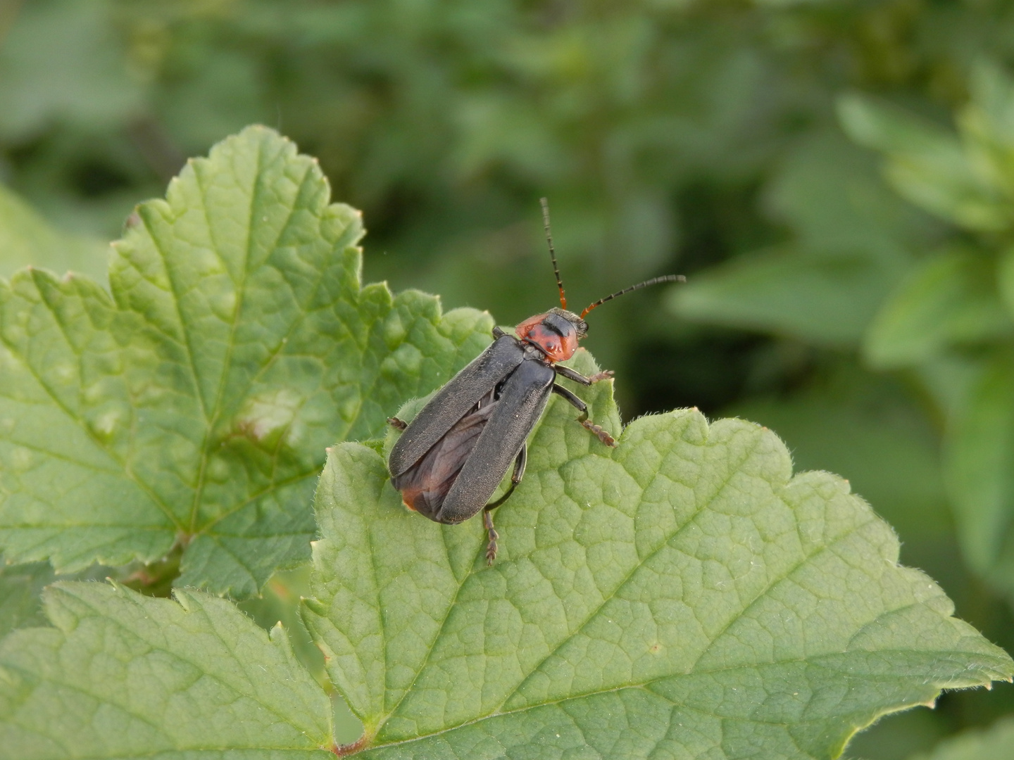 Gemeiner Weichkäfer (Cantharis fusca)