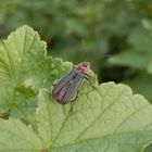 Gemeiner Weichkäfer (Cantharis fusca)