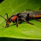 Gemeiner Weichkäfer (Cantharis fusca)