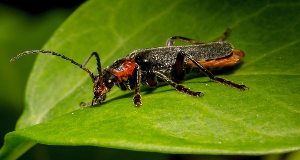 Gemeiner Weichkäfer (Cantharis fusca)