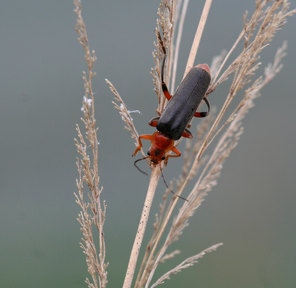 Gemeiner Weichkäfer (Cantharis fusca)