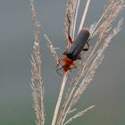 Gemeiner Weichkäfer (Cantharis fusca)