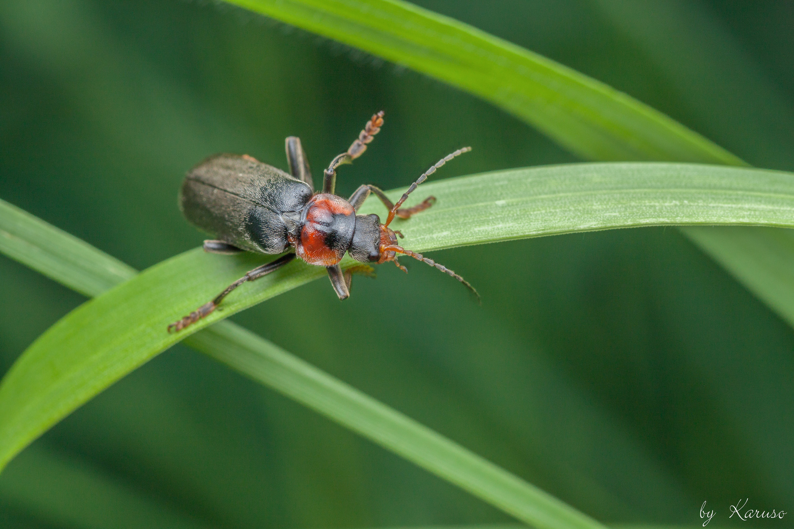 Gemeiner Weichkäfer (Cantharis fusca)