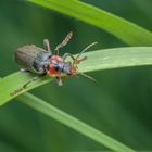 Gemeiner Weichkäfer (Cantharis fusca)