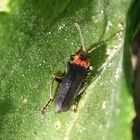 Gemeiner Weichkäfer (Cantharis fusca)