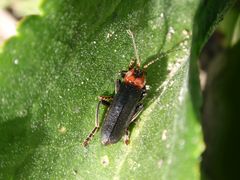 Gemeiner Weichkäfer (Cantharis fusca)