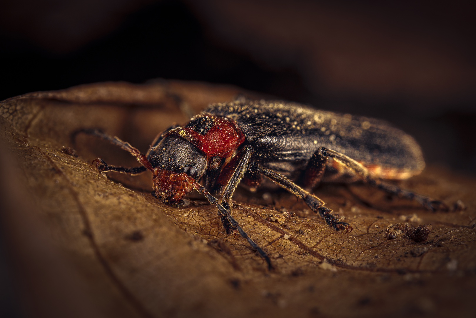 Gemeiner Weichkäfer (Cantharis fusca)