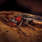 Gemeiner Weichkäfer (Cantharis fusca)