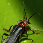 Gemeiner Weichkäfer (cantharis fusca) - Detail