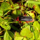 Gemeiner Weichkäfer (cantharis fusca) (II)