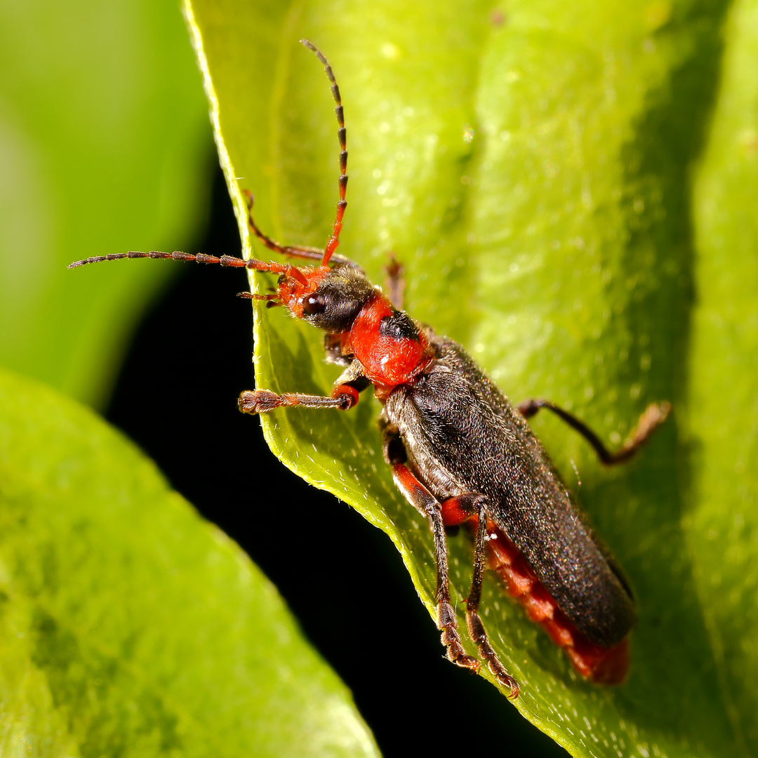 Gemeiner Weichkäfer (cantharis fusca) (III)