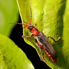 Gemeiner Weichkäfer (cantharis fusca) (III)