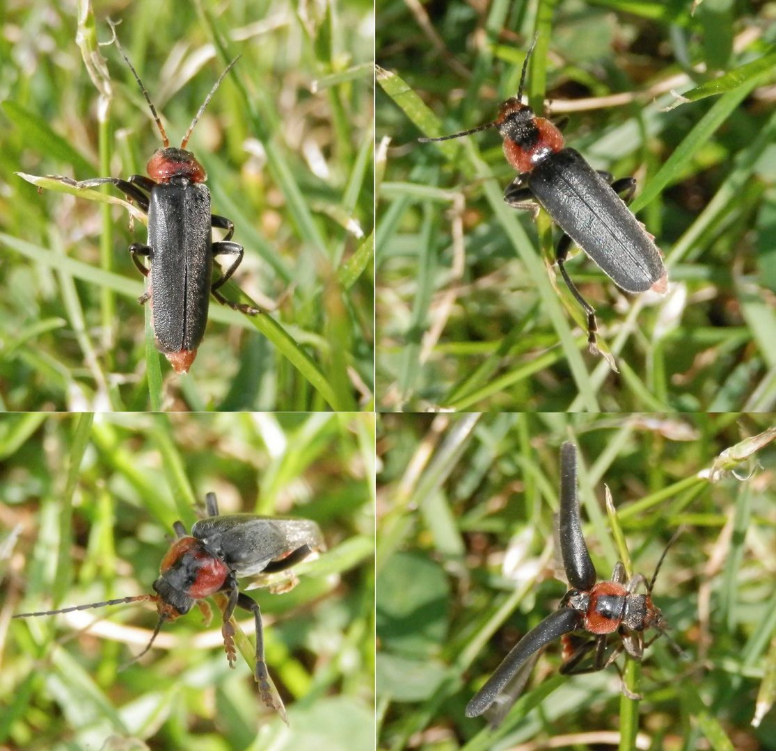 Gemeiner Weichkäfer (Cantharis fusca) im Gras - eine Collage