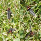 Gemeiner Weichkäfer (Cantharis fusca) im Gras - eine Collage