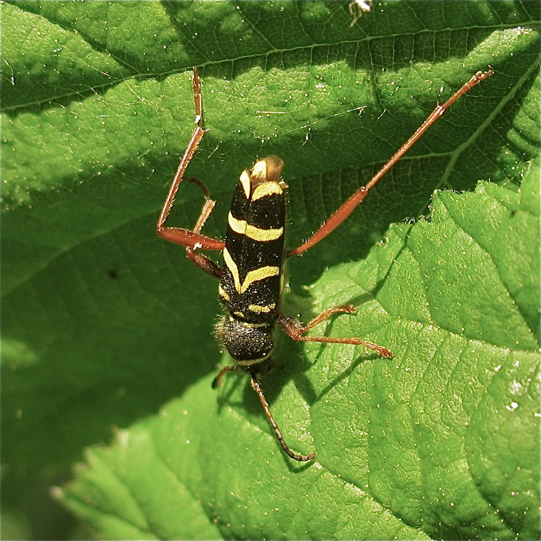 Gemeiner "Wespenbock" Clytus arietis - Gerdt danke für die Nachbestimmung und Farbberatung!