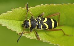 Gemeiner Widderbock