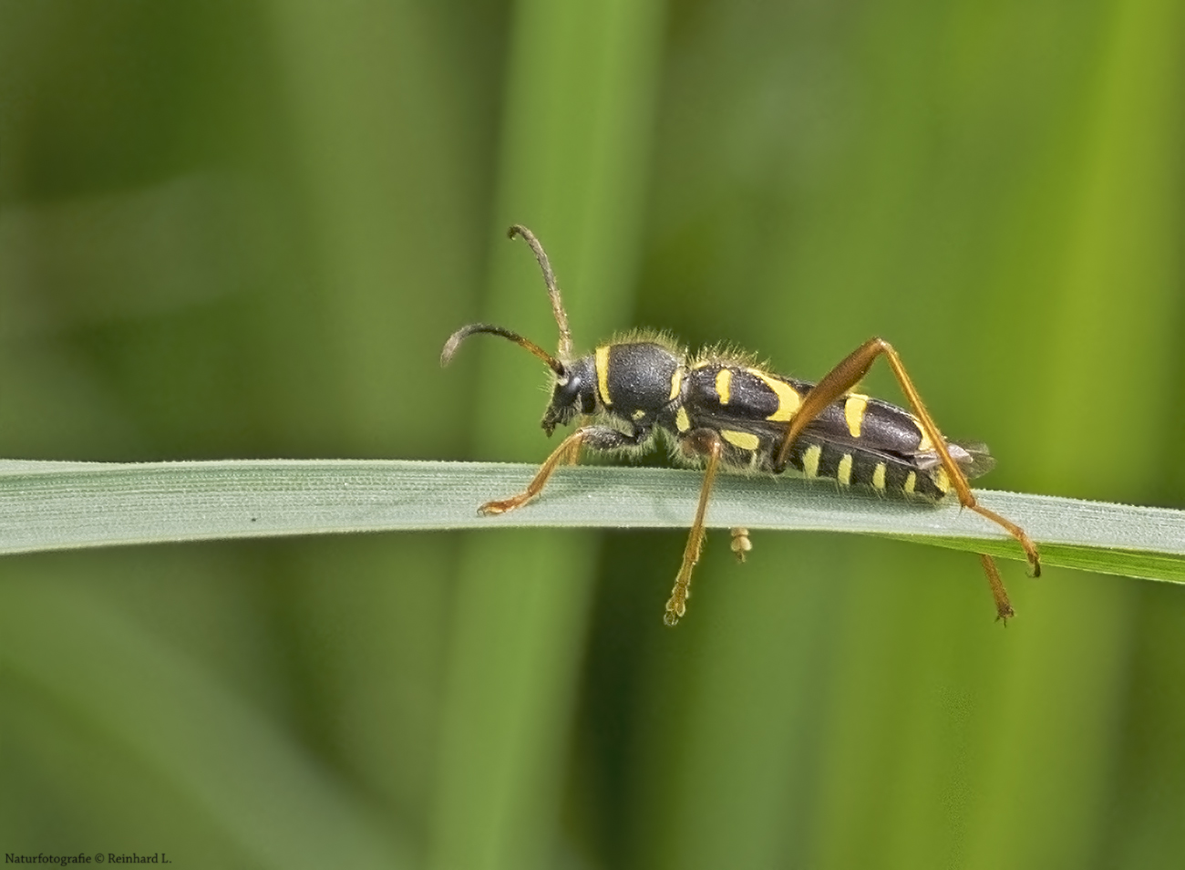  Gemeiner Widderbock