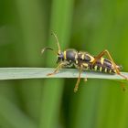  Gemeiner Widderbock