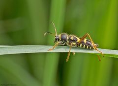  Gemeiner Widderbock