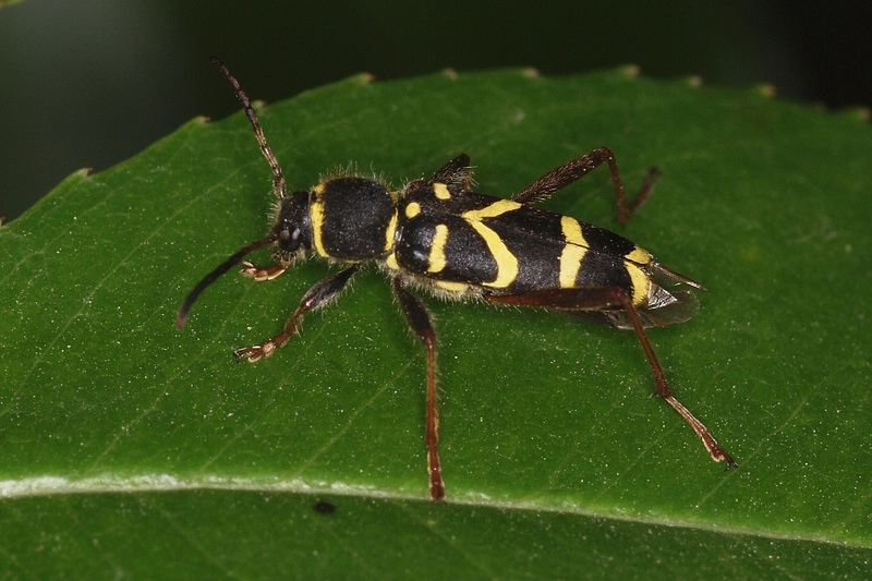 gemeiner Widderbock