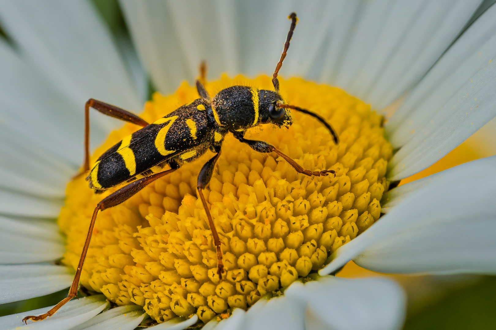 Gemeiner Widderbock