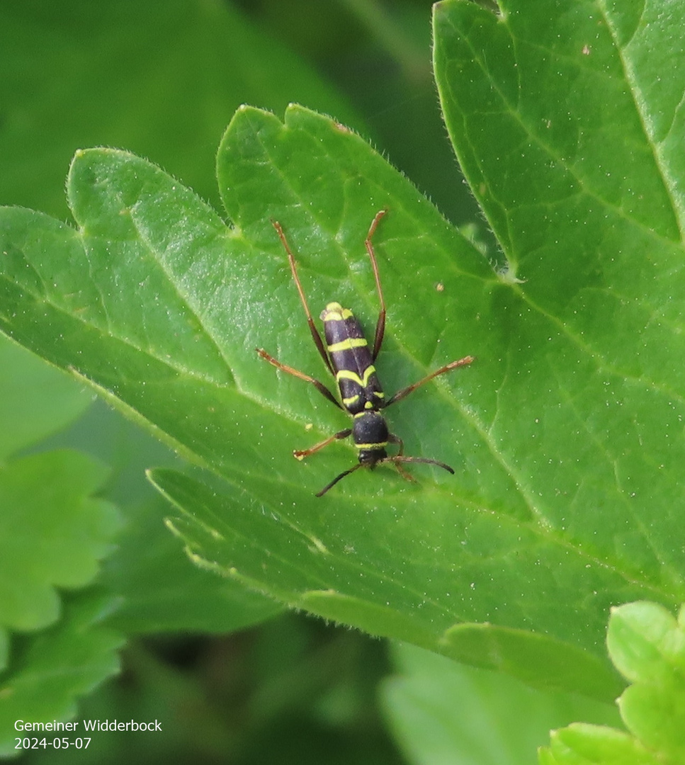 Gemeiner Widderbock