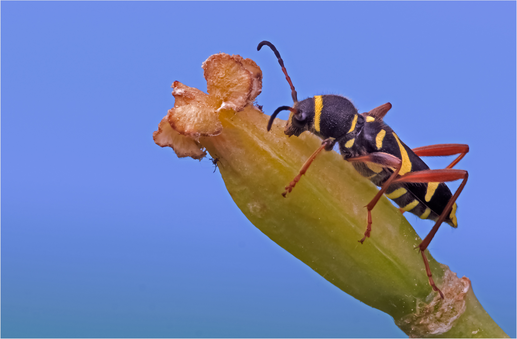 Gemeiner Widderbock 