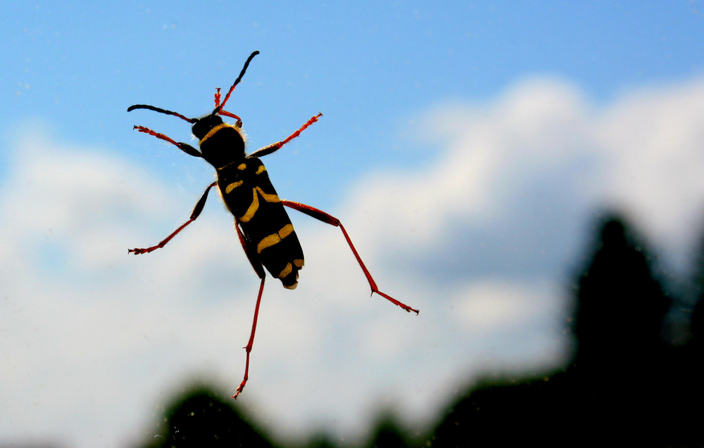 Gemeiner Widderbock