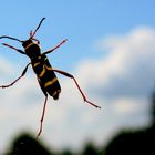 Gemeiner Widderbock