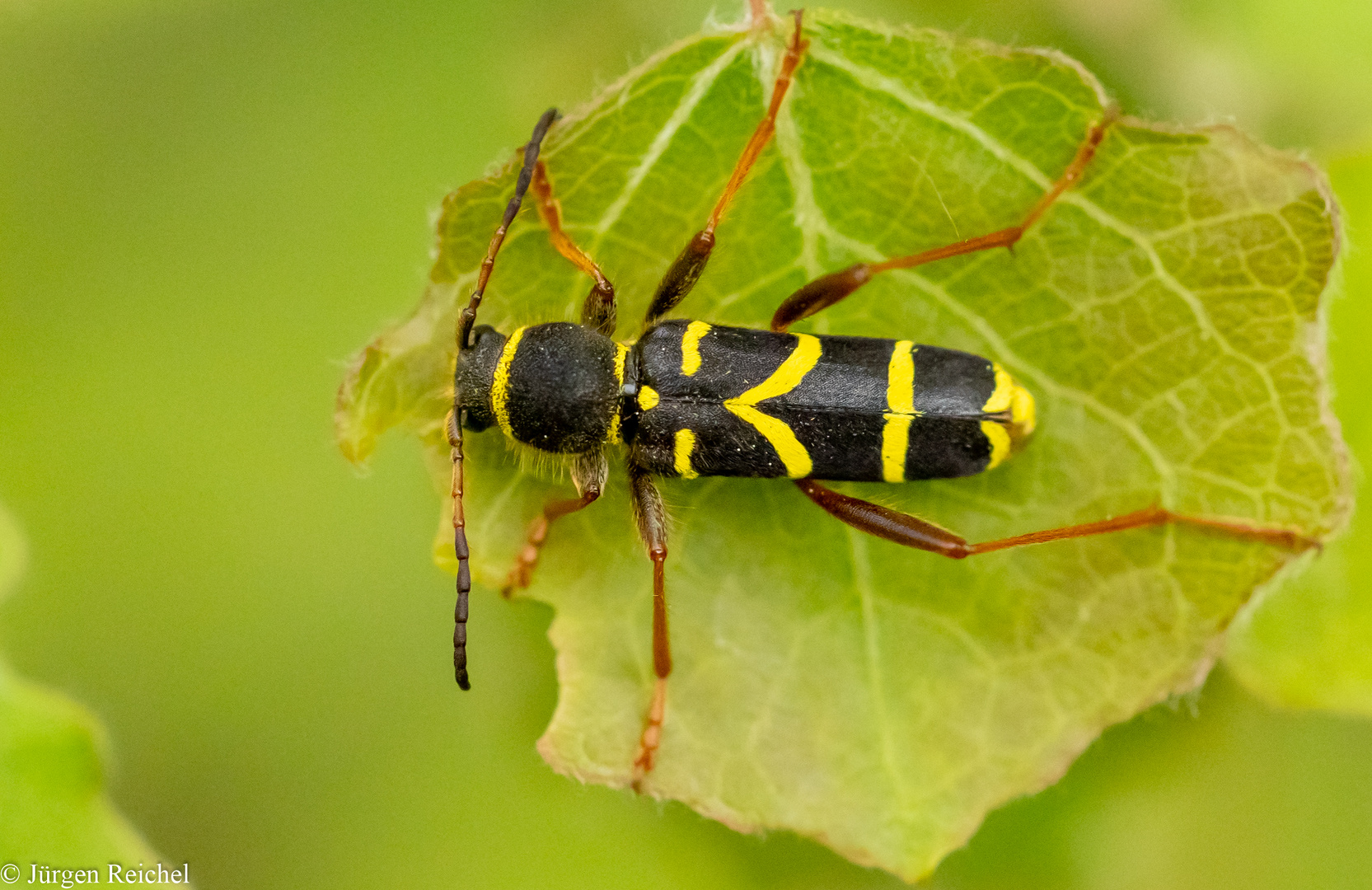 Gemeiner Widderbock 