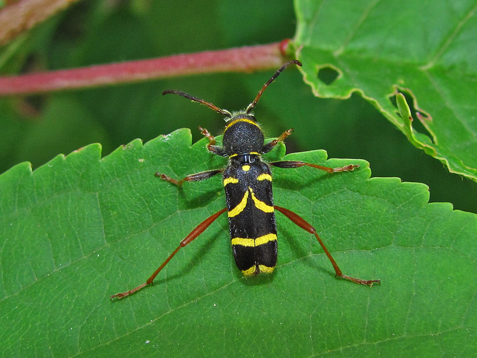 Gemeiner Widderbock