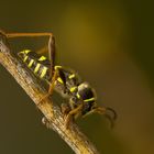 Gemeiner Widderbock