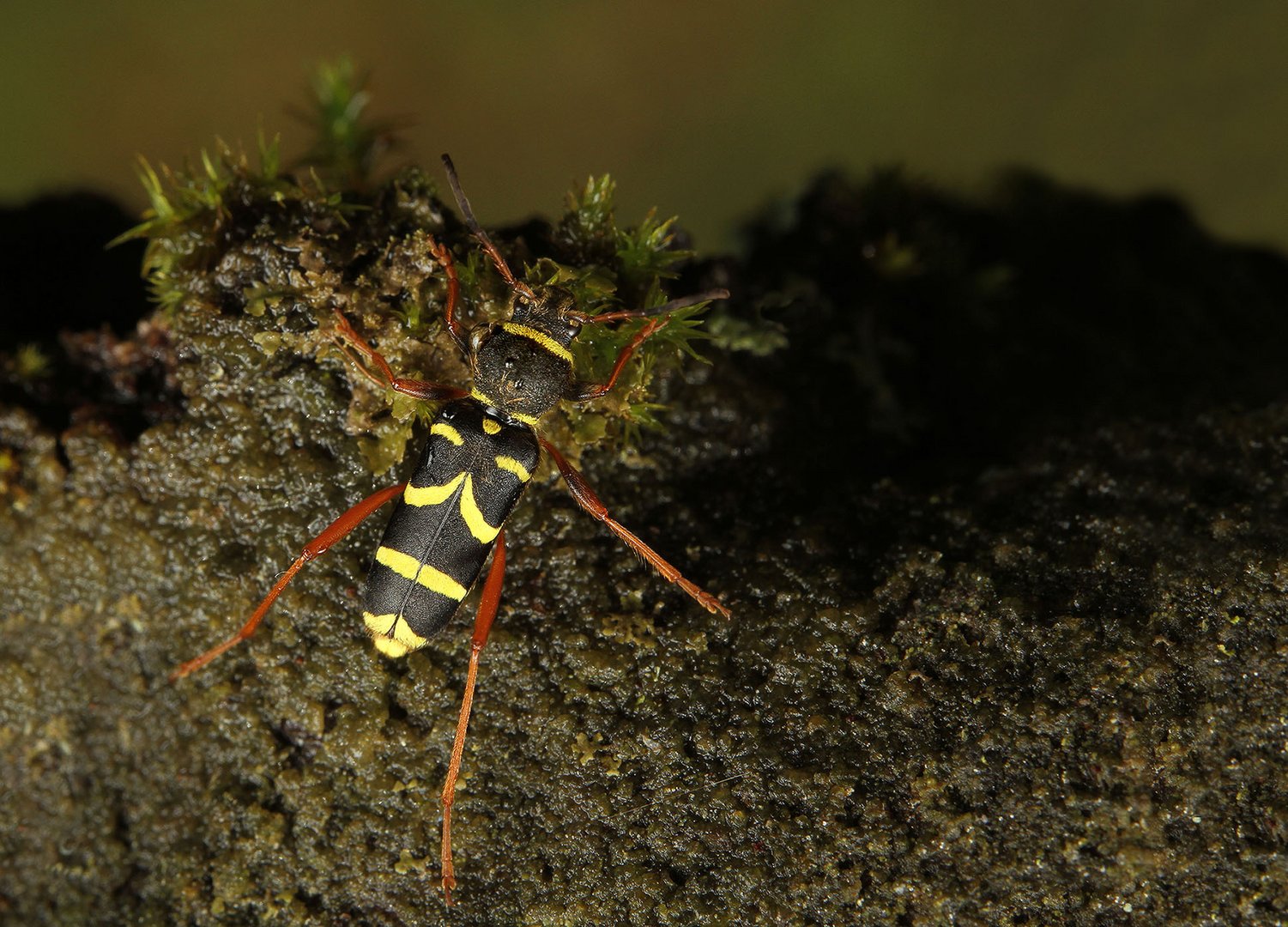 Gemeiner Widderbock