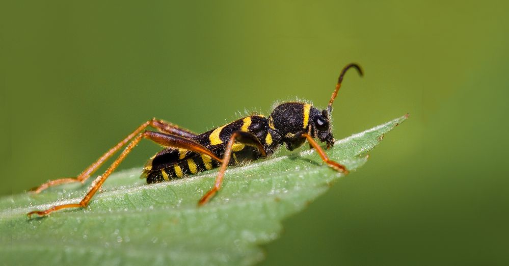 gemeiner widderbock