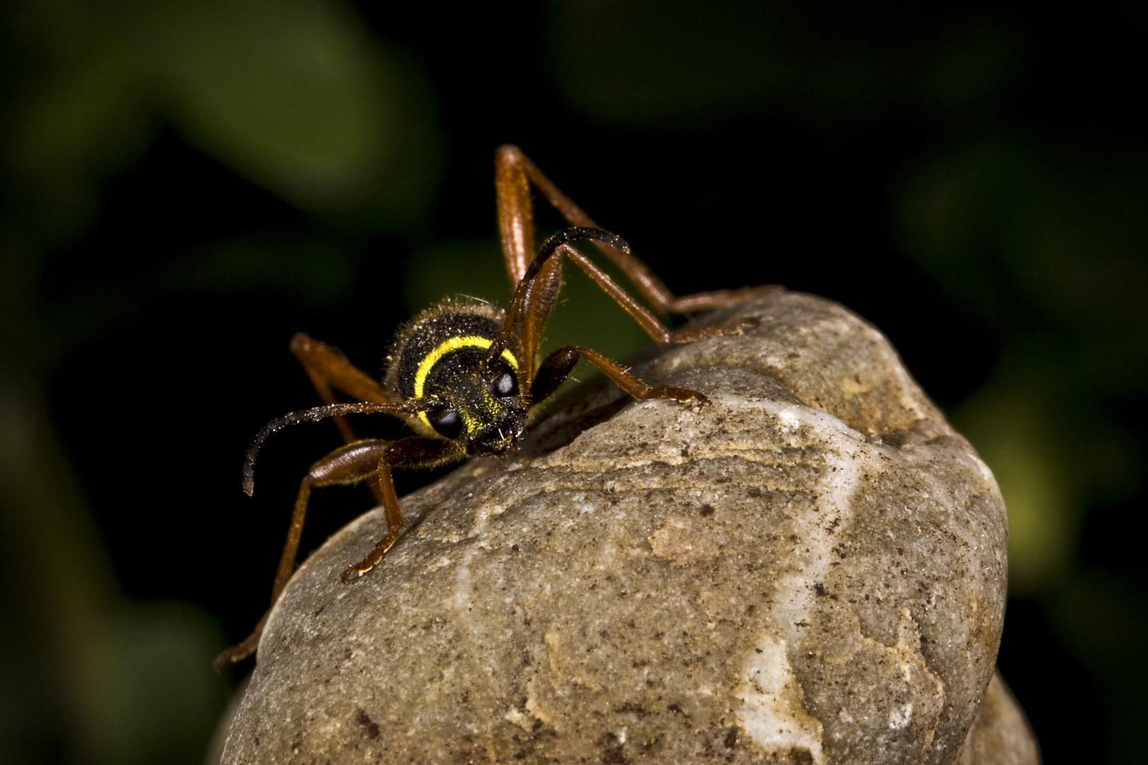 Gemeiner Widderbock