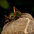 Gemeiner Widderbock