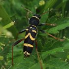 Gemeiner Widderbock Clytus arietis