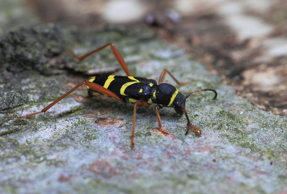 Gemeiner Widderbock (Clytus arietis )