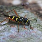 Gemeiner Widderbock (Clytus arietis )