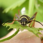 Gemeiner Widderbock (Clytus arietis)