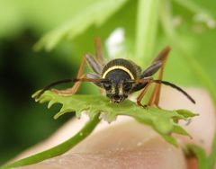 Gemeiner Widderbock (Clytus arietis)