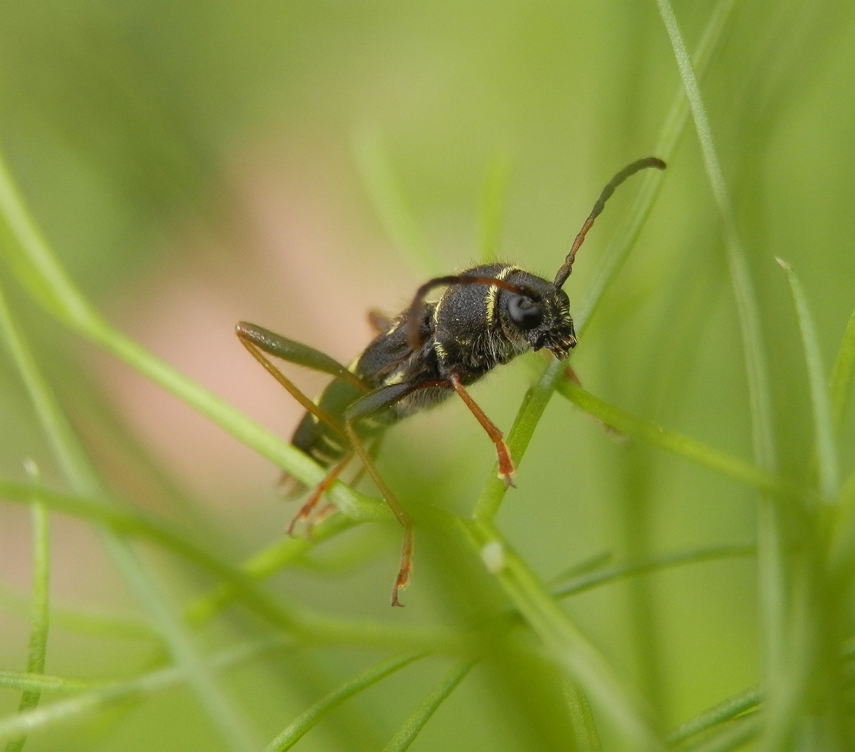 Gemeiner Widderbock (Clytus arietis)