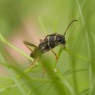 Gemeiner Widderbock (Clytus arietis)