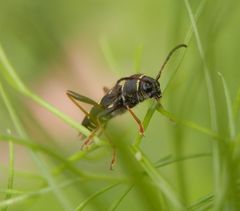 Gemeiner Widderbock (Clytus arietis)