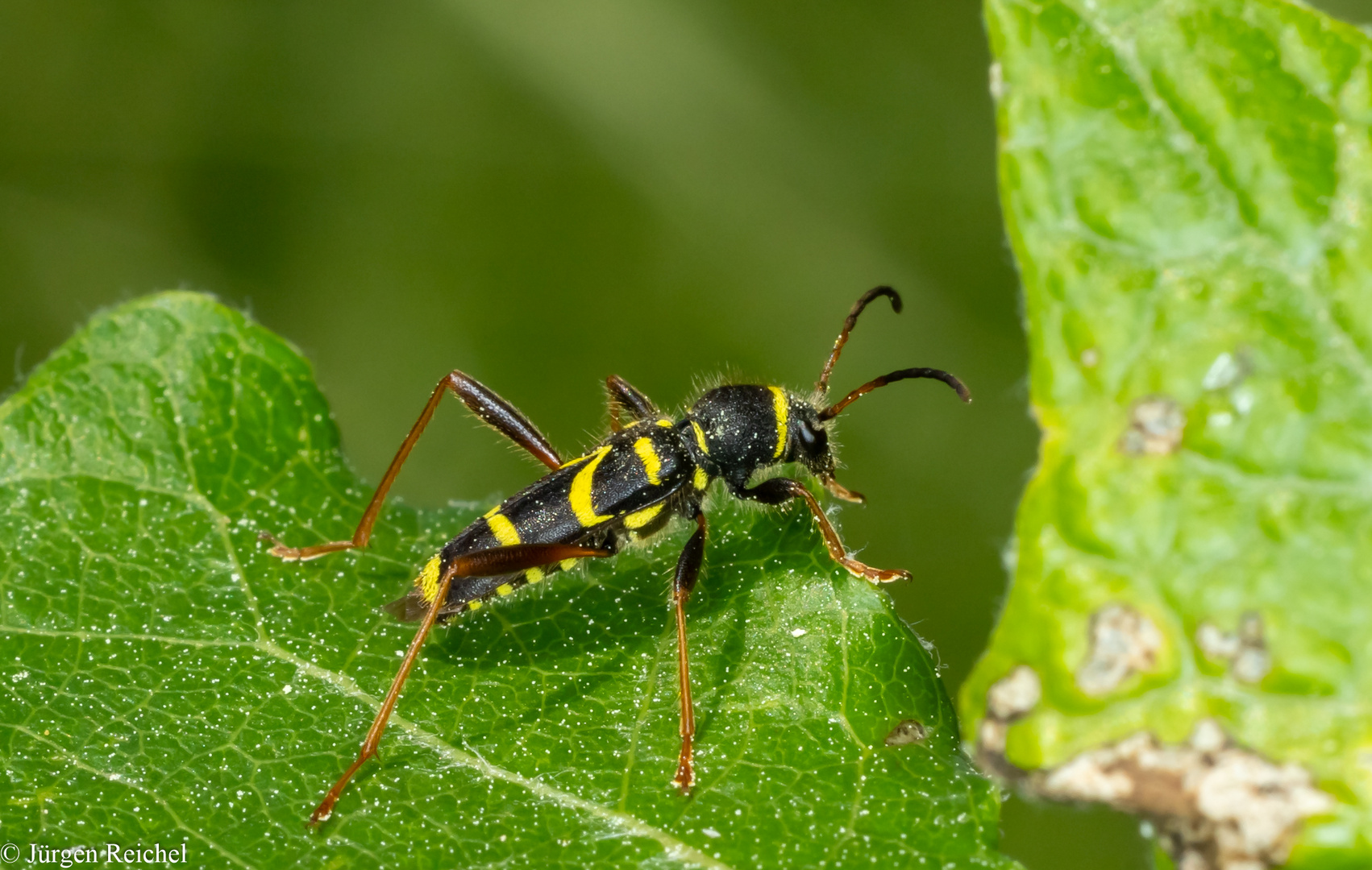 Gemeiner Widderbock (Clytus arietis) 