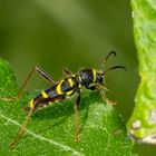 Gemeiner Widderbock (Clytus arietis) 