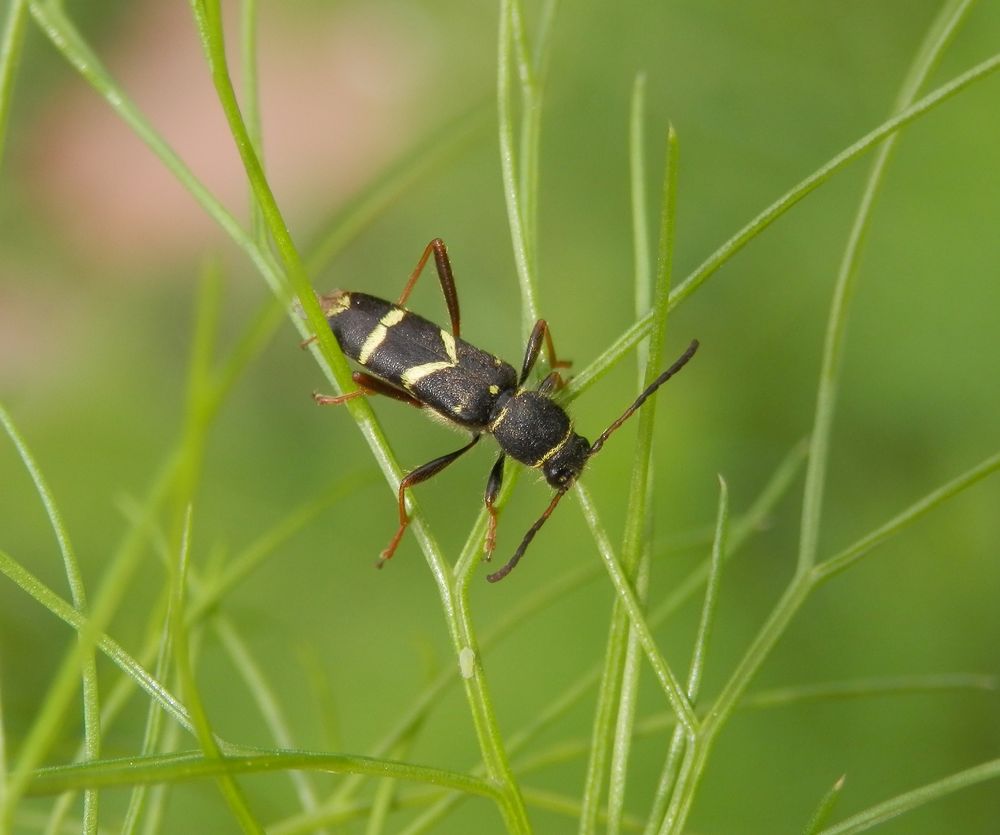 Gemeiner Widderbock (Clytus arietis)