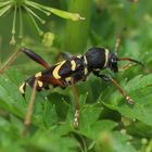 Gemeiner Widderbock Clytus arietis