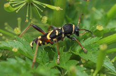 Gemeiner Widderbock Clytus arietis